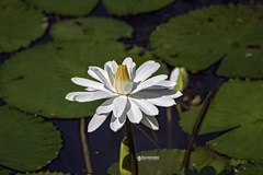 Nymphaea lotus