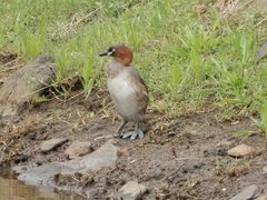 Little Grebe photo 6