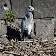 Ardea cinerea