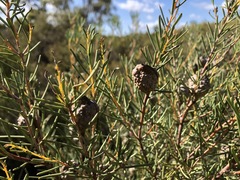 Hakea nodosa