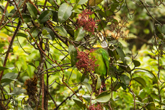 Psilopogon pyrolophus