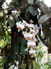 Phalaenopsis stuartiana