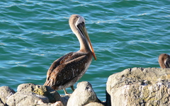 Pelecanus thagus