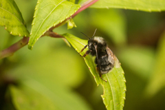 Bombus senex