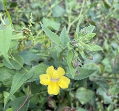 Goodenia grandiflora