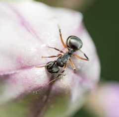 Polyrhachis exercita