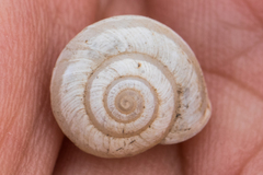 Praticolella mexicana