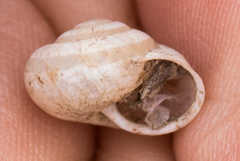 Praticolella mexicana