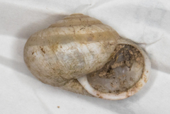 Praticolella mexicana