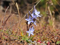 Lomatogonium lijiangense