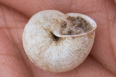 Praticolella mexicana