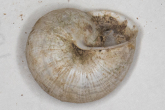 Praticolella mexicana