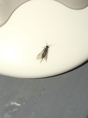 Xyeloidea