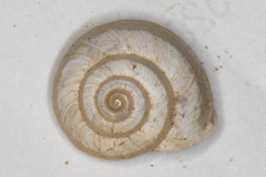 Praticolella mexicana