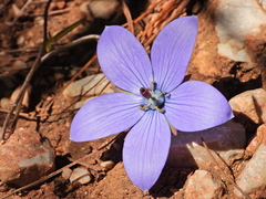 Pseudocodon convolvulaceus