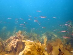 Trachinops caudimaculatus