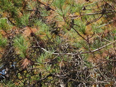 Pinus yunnanensis