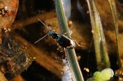 Bembidion scopulinum