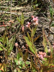 Persicaria meisneriana