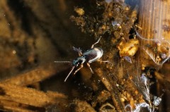 Bembidion scopulinum