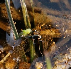 Bembidion scopulinum