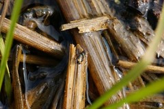 Bembidion scopulinum