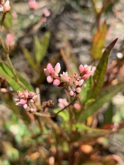 Persicaria meisneriana
