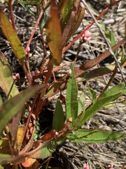 Persicaria meisneriana