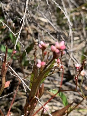 Persicaria meisneriana
