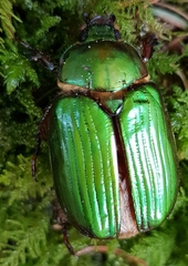 Chrysina orizabae