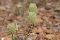 Ptilotus xerophilus