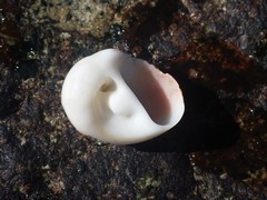 Polinices powisianus