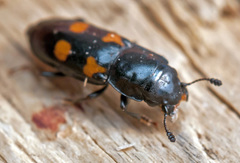 Glischrochilus quadripunctatus