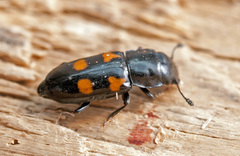 Glischrochilus quadripunctatus