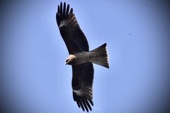 Milvus migrans lineatus