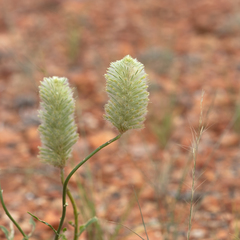 Ptilotus xerophilus