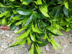 Lithocarpus elegans