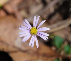 Brachyscome salkiniae