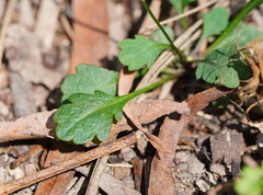 Brachyscome salkiniae