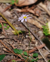 Brachyscome salkiniae