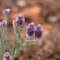 Ptilotus helipteroides