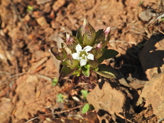 Gentiana yunnanensis