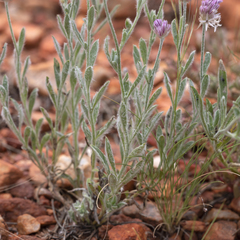Ptilotus helipteroides