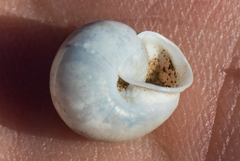 Praticolella trimatris