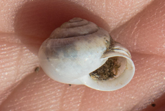 Praticolella trimatris