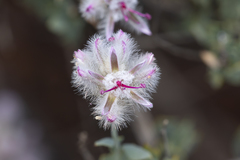 Ptilotus whitei
