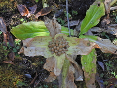 Gentiana crassicaulis