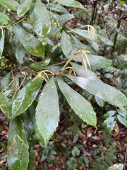 Quercus gilva