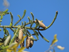 Picea brachytyla complanata
