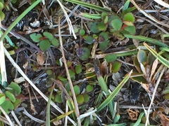 Gonocarpus micranthus micranthus